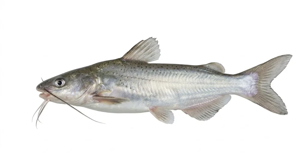 Mexim Bacha Fish | 500g